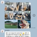 네버슬립독 이미지