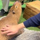 닥그네할망 | [국내여행] 제주도로 옵써예 1일차(닥그네할망, 카페마마롱, 모모쥬 동물원 방문후기_알파카 주의!)