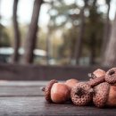 도토리의꿈 이미지