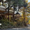 숲속의 예쁜별 이미지