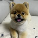 댕바라기 이미지