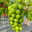 샤인농장 이미지