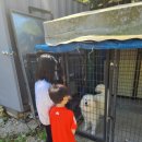 가평 콩콩 내림스테이 키즈 풀빌라 이미지