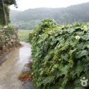 상서돌담마을 이미지