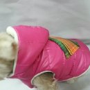 서구애견센타 이미지