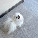 댕편한세상 이미지