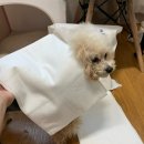 강아지타올 하루 3회 쓰는 김원효 강아지수건 개부러나