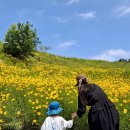 진성회관 - 광산구 | 거제 아이랑 가볼만한곳 지세포진성 꽃동산 라벤더 금계국 실시간 개화현황