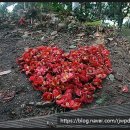 장승포항(지심도 도선) 이미지