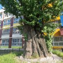 계산동 은행나무 이미지