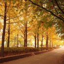 깊어가는 가을 ‘3所3色 산책길 이미지