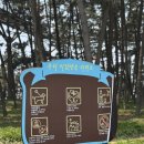 [충남 서천] 반려견과 걷기 좋은 바다 옆 솔숲 산책길🌲 장항송림 산림욕장 후기