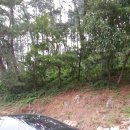 소나무숲속의하얀집 이미지