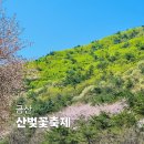 금산주차장 | 금산 보곡산골 산벚꽃 축제 2026 실시간 후기: 벚꽃 개화상황, 주차, 먹거리 총정리