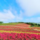 ■ 신안 '병풍도' 에 관하여 이미지