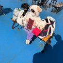 세븐일레븐목포옥암중앙점 | 아기랑 강아지랑 배타고 애견동반 제주도가기 실버클라우드/퀸제누비아호 비교