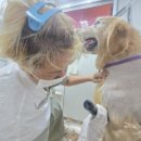 사랑할~개 이미지