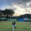 경주 애견펜션 햇살가득 네이버블로그