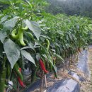 수호농장 이미지