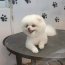 애견미용 나나엄마 이미지