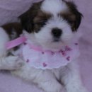 동글동글 이미지