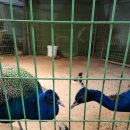 선두농장 | 시흥 온동물체험농장 아기랑 방문 준비물 염소 우유주기 체험