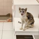 로얄동물암치료센터 이미지