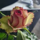 송백마트 이미지