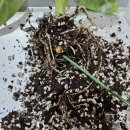 호현팜
