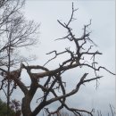 행복나무유치원-1구간 | 보현지맥 1구간 (노귀재~석심산~어봉산~산두봉~화목재)