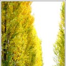 미루나무 이미지