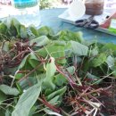 오지농장 이미지