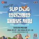 태안군, ‘태안 서프 독(SUP DOG)’ 프로그램 운영(서산태안신문) 이미지