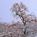 눈꽃 - 전주시 완산구 봉곡로 119 | 눈꽃