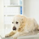 신흥동물병원 이미지