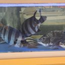 태안자연산횟집 이미지