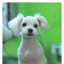 초롱이애견샵