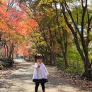 내장산관광안내소 | 내장산국립공원 11월 단풍여행 완벽 가이드 방문꿀팁 아기랑 방문 정보