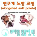 지성동물병원