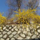 개나리공원 앞 이미지