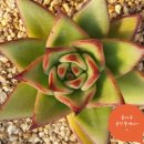 상월농장 이미지