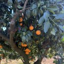 남원읍-126 이미지