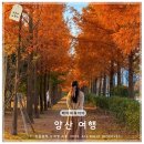 양주농수산물종합유통센터 옆 도로 | 12월 경남 양산 여행 코스 메타세쿼이아