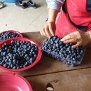 용궁농장 이미지