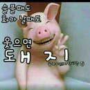 웃으면 돼지 이미지