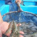 천사의섬 신안에서 키운 無항생제 흰다리왕새우 1kg 30마리전후 24,000원 예약 발송! 이미지