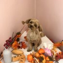 꾸니베어 이미지