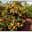 일권농장 이미지