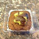 GS25거창대평점 | [GS25 신상] &#39;두바이 초코 브라우니&#39; 솔직 후기 - 비주얼은 두바이, 맛은 한국 편의점 현실