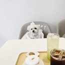 디어피피 펫푸드 앤 카페 이미지